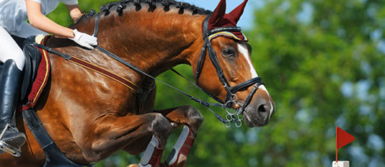 Equipements de chevaux et de cavaliers