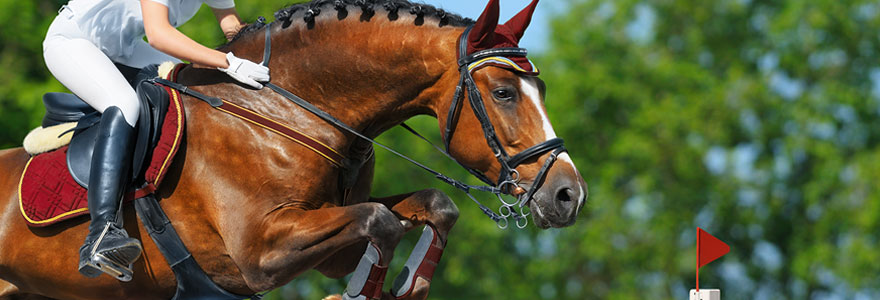 Equipements de chevaux et de cavaliers