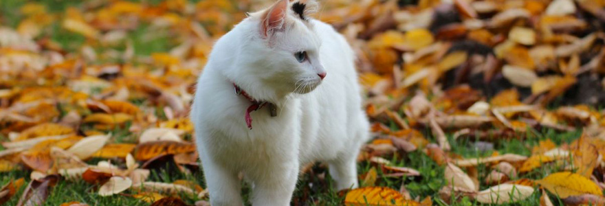 asthme chez le chat